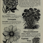 14th annual catalog : 1921 / Rochelle Seed Co. : Rochelle Seed Company : Free Download, Borrow, and Streaming : Internet Archive