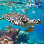 45+ Beautiful Free Summer Wallpapers For iPhone - Teens Society