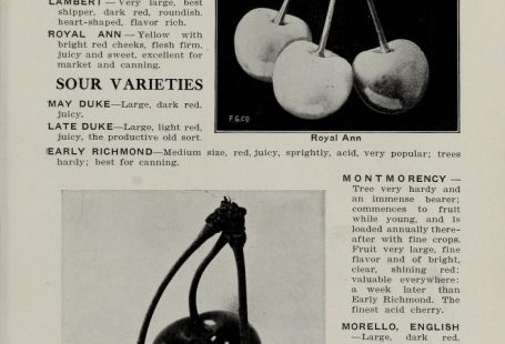 Descriptive catalogue and price list : Van Holderbeke Nursery Company : Free Download, Borrow, and Streaming : Internet Archive