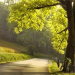 Time Magazine Features the Smoky Mountains to Celebrate 100 Years of the National Park Service