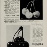 Descriptive catalogue and price list : Van Holderbeke Nursery Company : Free Download, Borrow, and Streaming : Internet Archive