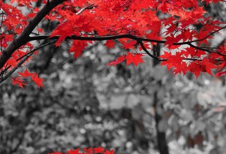 Last Fall Colors 2 Art Print by Alex Rios