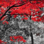 Last Fall Colors 2 Art Print by Alex Rios