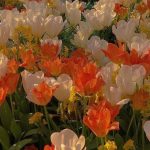 Orange Flower in 2022 | Flower backgrounds, Flower aesthetic, Flowers