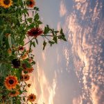 Sunflowers🌻 | Pretty landscapes, Scenery wallpaper, Sky aesthetic in 2022 | Pretty landscapes, Sky aesthetic, Scenery wallpaper