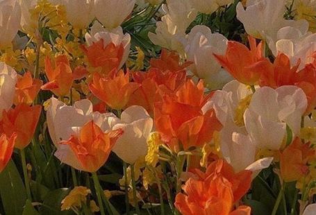 Orange Flower in 2022 | Flower backgrounds, Flower aesthetic, Flowers