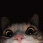 Tumblr Kucing