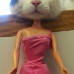 Esta gata que sabe cómo usar ropa sexi.