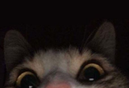 Tumblr Kucing