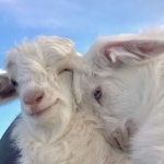 Alpacas Wallpaper:Amazon.com:Appstore for Android