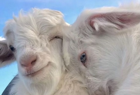 Alpacas Wallpaper:Amazon.com:Appstore for Android