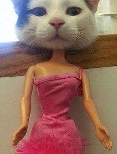 29 chats plus sexy que vous