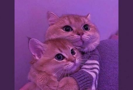 Purple Wallpapers and Backgrounds 2022:Amazon.com:Appstore for Android