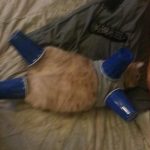 This cat who knows how to work a sexy garment.