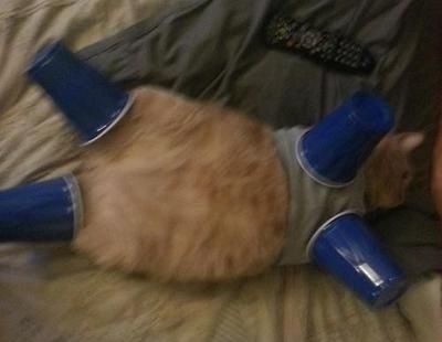 This cat who knows how to work a sexy garment.