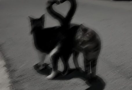 cute petting cat pet illustration petting cats cat art cats and kittens cat decor cat aesthetic
