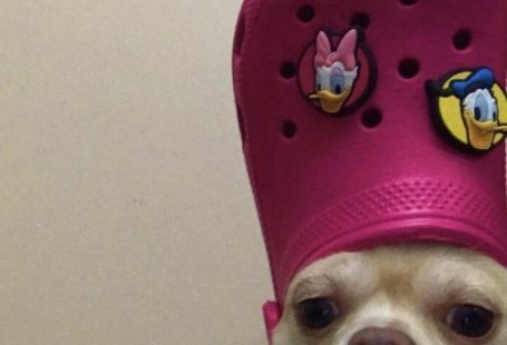 15 Photos Confirming That Chihuahuas Love Pink