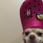 15 Photos Confirming That Chihuahuas Love Pink | PetPress | Memes divertidos sobre perros, Memes de animales tiernos, Mascotas memes