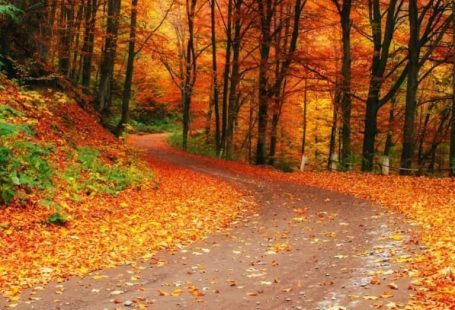 40+ Free Fall Wallpaper for Phone (Free Downloads) - The Keele Deal