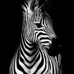 Affiches d'animaux en toile et décoration murale imprimée - Affiches d'animaux en toile et décoration murale imprimée