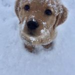 Christmas iPhone Wallpaper Lockscreen Ideas for Winter December phone Screen