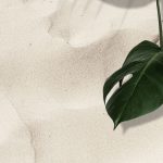Download premium image of Eucalyptus silver dollar white marble wallpaper by Sasi about iphone wallpaper plain, eucalyptus leaf branch, marble wallpaper eucalyptus, marble background, and simple border 2589792