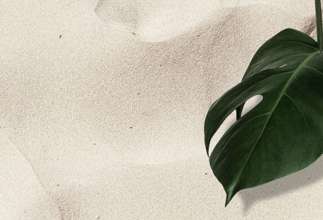 Download premium image of Eucalyptus silver dollar white marble wallpaper by Sasi about iphone wallpaper plain, eucalyptus leaf branch, marble wallpaper eucalyptus, marble background, and simple border 2589792