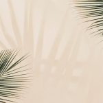 Folhas frescas de palmeira em fundo bege | Foto Grátis