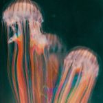 Jellyfish Wallpaper 196 | Surreal art, Sensory art, Aesthetic art