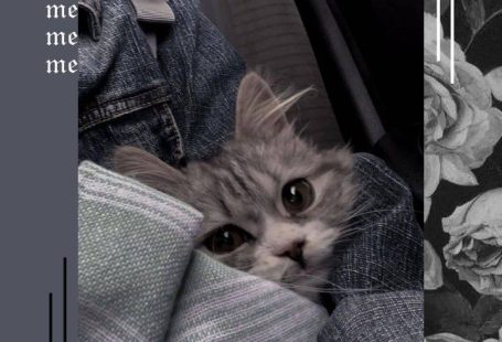 OnCutCats (OnCutCats) - Profile | Pinterest