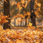 Premium Photo | Falling dry yellow maple leaves on an autumn