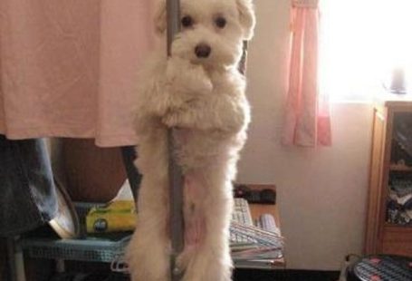 This pole-dancing dog.