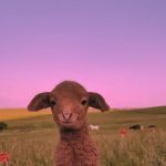 Пин от пользователя FatmaNaz Zorlu на доске Animals | Детеныши животных, Милые детеныши животных, Домашнее животное