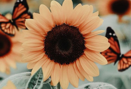 25 Beautiful Flower Wallpapers For iPhone