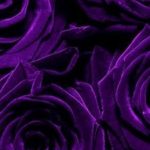 Apelación al Manto de la Llama Violeta