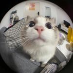 "Cat-tastic Moments: Silly Cat Profile Pic Inspirations" pfp cat cat icon cat pfp cat aesthetic