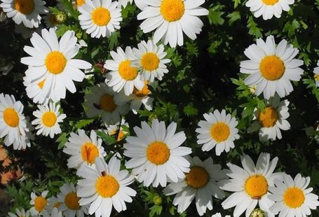 Daisy Cluster Nature Mural Wallpaper M9582 - Centimeter / Non-woven