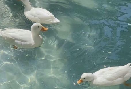 Ducking!!