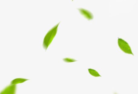 Green Tea Background Material PNG Images,  Tea, Green, Stump PNG Transparent Background - Pngtree