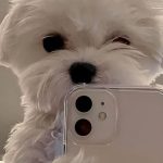 I love dogs