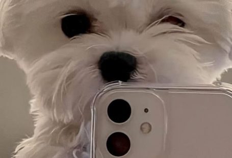 I love dogs