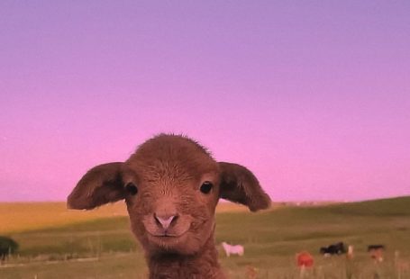 Pin by Sidney Hall on Animals | Baby farm animals, Pretty animals, Cute animal photos