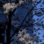 pretty wallpaper iphone pretty wallpaper iphone girly beautiful pretty wallpaper iphone aesthetic