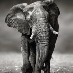 ᐅ Reinders! Deco-Panel Elefant Wanderung | OTTO