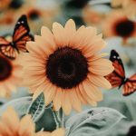 25 Beautiful Flower Wallpapers For iPhone