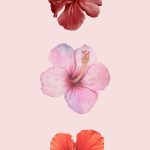 25 Super Pretty Wallpaper Backgrounds For iPhone You'll Love
