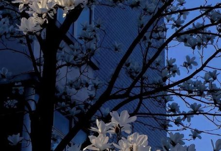 Blue wallpaper white flower #zicxi #background #wallpaper