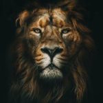 Canvas Animal Posters And Print Wall Decor - PF3276 / 60x80cm