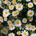 Daisy Cluster Nature Mural Wallpaper M9582 - Inches / Non-woven matt- $10.40/sq. feet