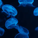 25 Blue iPhone Wallpapers (Free Download!)